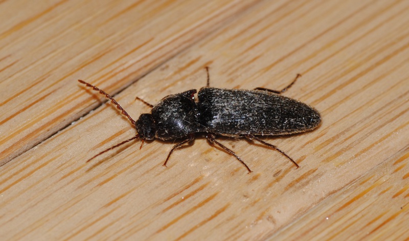 Ancora ID. - Melanotus sp. (Elateridae)